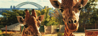 澳洲遊學之旅 Study Tour Australia - 塔龍加動物園